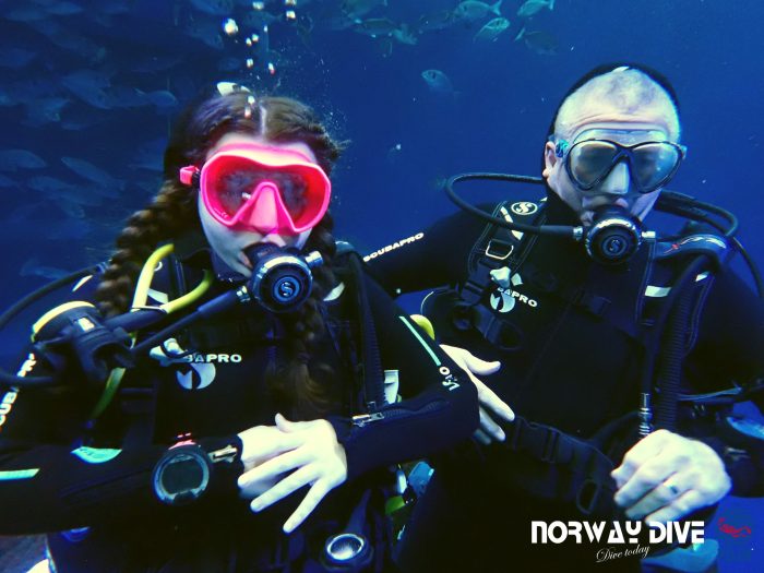Shark Diving at Palma Aquarium - Image 9
