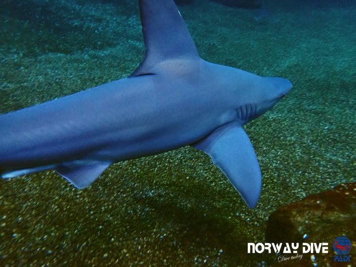 Shark Diving at Palma Aquarium - Image 8