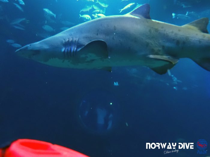 Shark Diving at Palma Aquarium - Image 7
