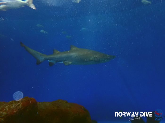 Shark Diving at Palma Aquarium - Image 6