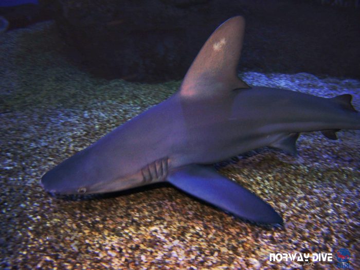 Shark Diving at Palma Aquarium - Image 97