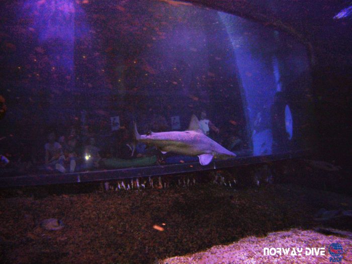 Shark Diving at Palma Aquarium - Image 96