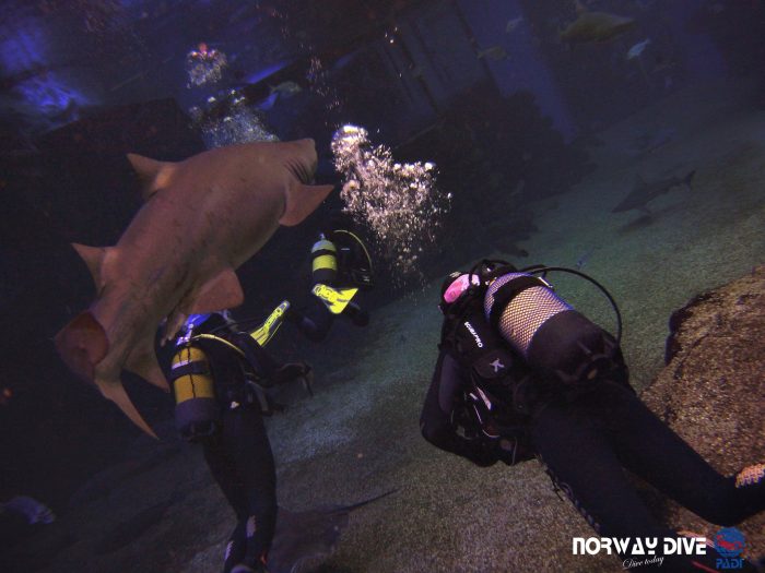 Shark Diving at Palma Aquarium - Image 95