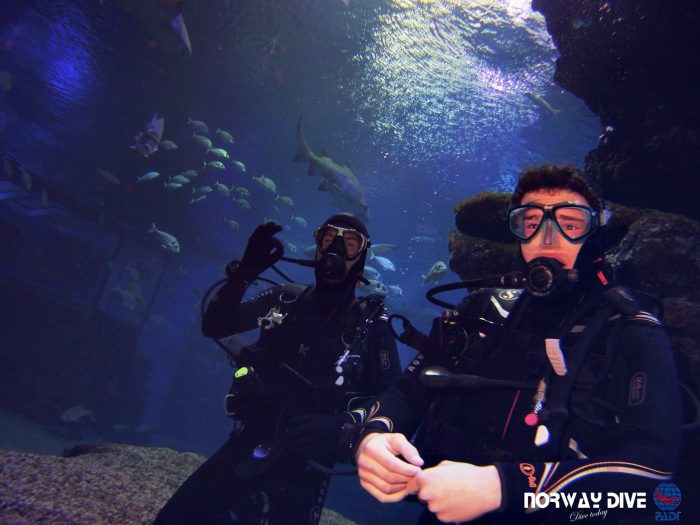 Shark Diving at Palma Aquarium - Image 94