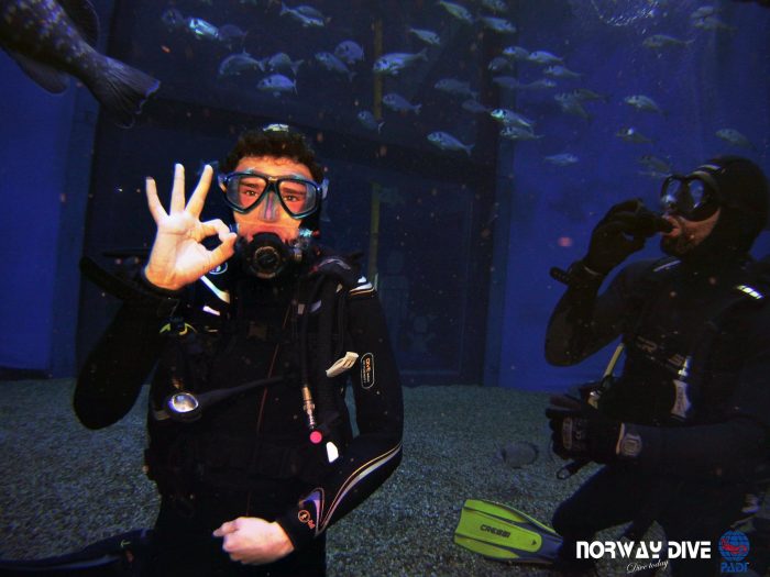 Shark Diving at Palma Aquarium - Image 93