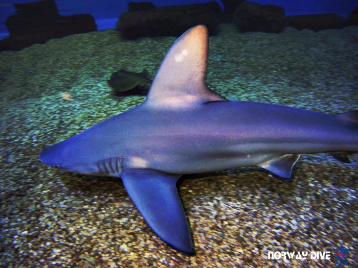 Shark Diving at Palma Aquarium - Image 92
