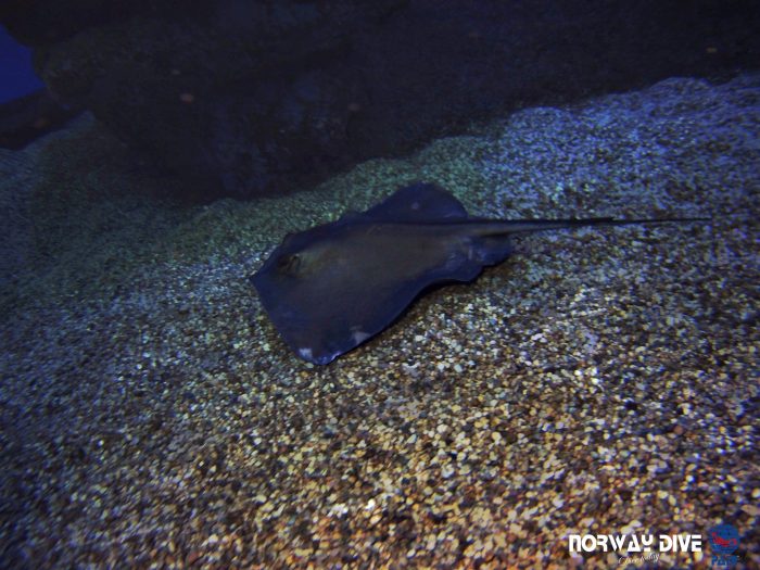 Shark Diving at Palma Aquarium - Image 91