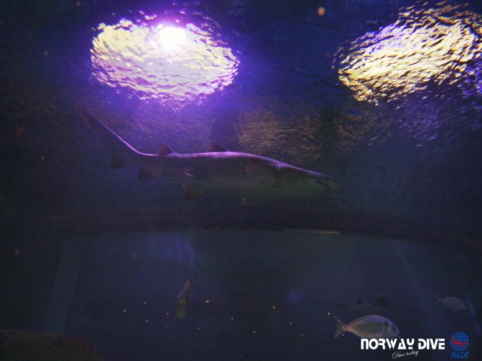 Shark Diving at Palma Aquarium - Image 90