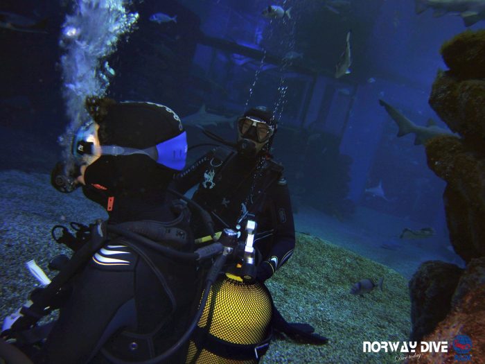 Shark Diving at Palma Aquarium - Image 89