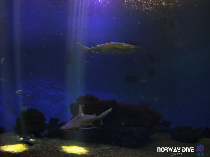 Shark Diving at Palma Aquarium - Image 88