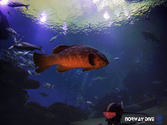 Shark Diving at Palma Aquarium - Image 87