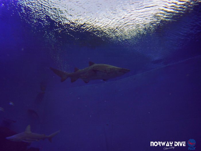 Shark Diving at Palma Aquarium - Image 86