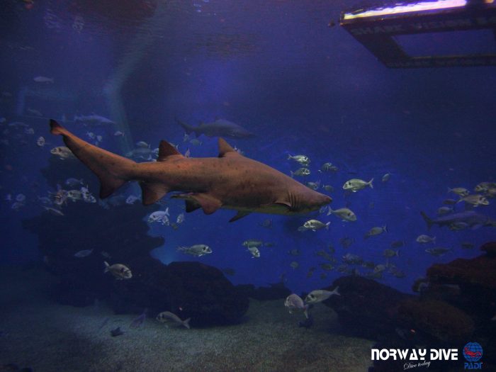 Shark Diving at Palma Aquarium - Image 85