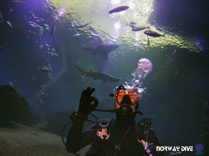 Shark Diving at Palma Aquarium - Image 84