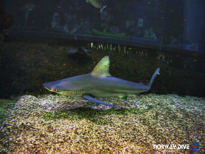 Shark Diving at Palma Aquarium - Image 83