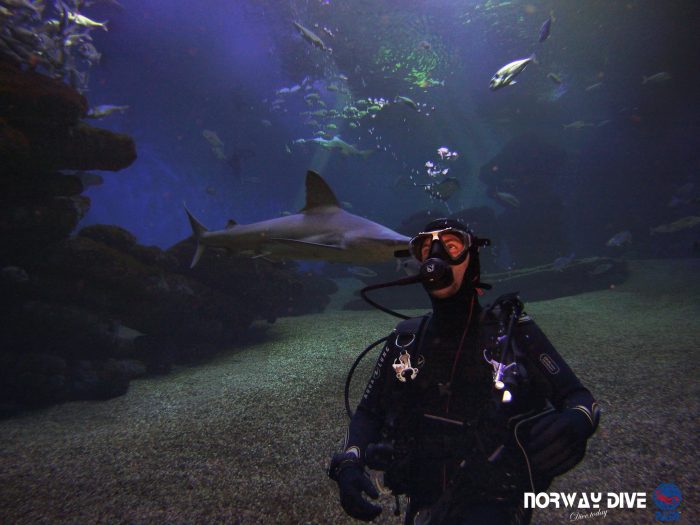 Shark Diving at Palma Aquarium - Image 82