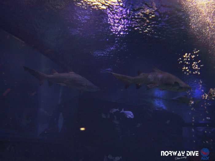 Shark Diving at Palma Aquarium - Image 81