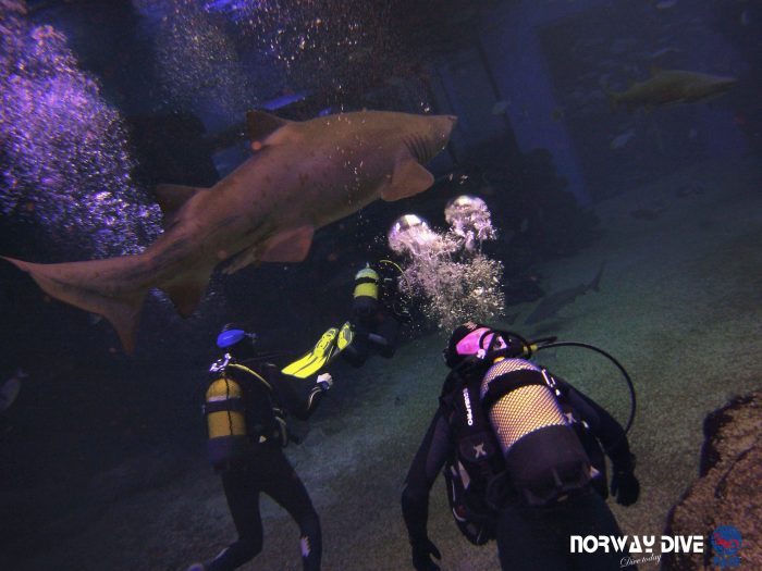 Shark Diving at Palma Aquarium - Image 80