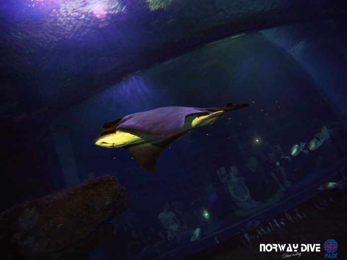 Shark Diving at Palma Aquarium - Image 79