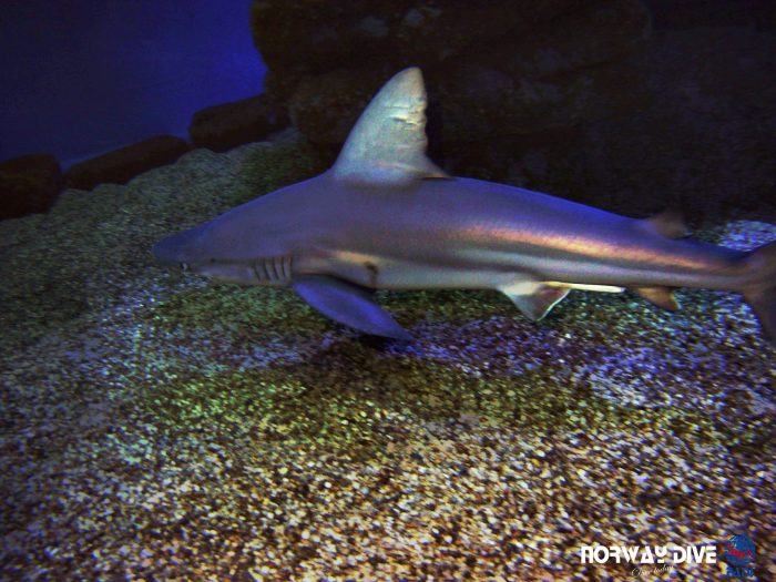 Shark Diving at Palma Aquarium - Image 78
