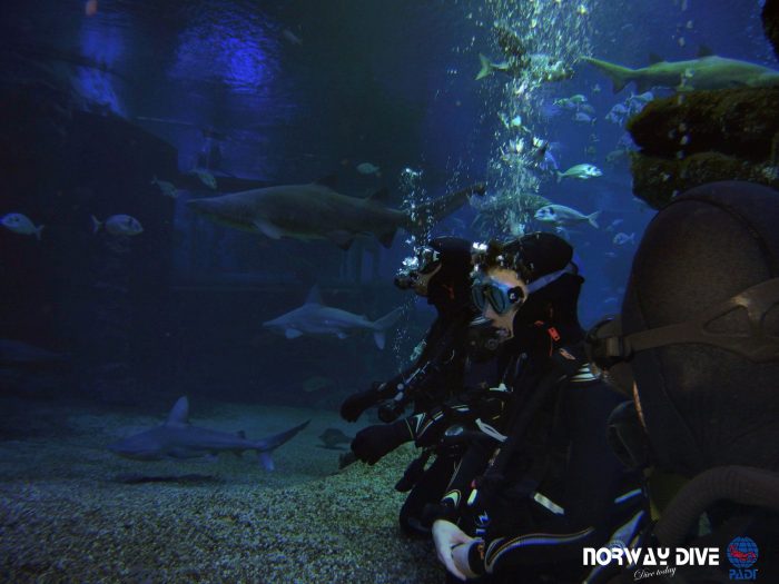 Shark Diving at Palma Aquarium - Image 77