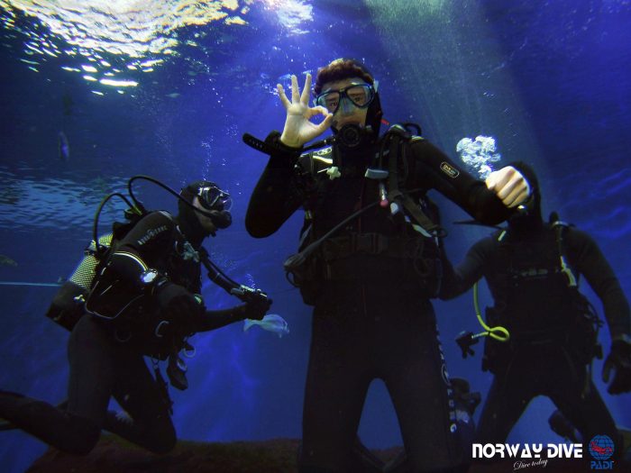 Shark Diving at Palma Aquarium - Image 76