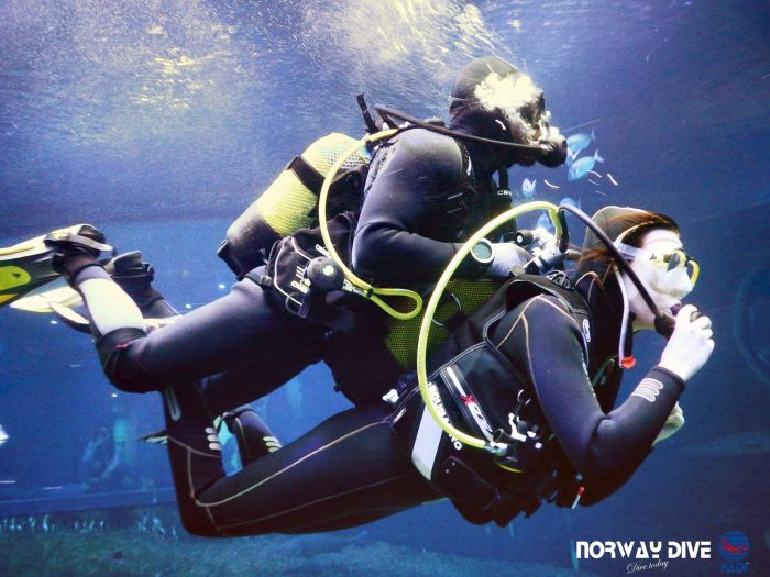Shark Diving at Palma Aquarium - Image 75