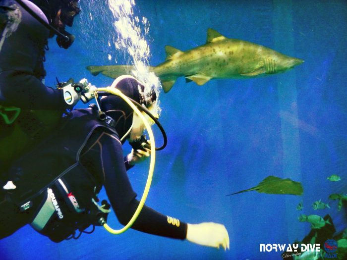 Shark Diving at Palma Aquarium - Image 74