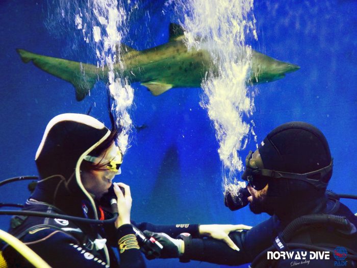 Shark Diving at Palma Aquarium - Image 73