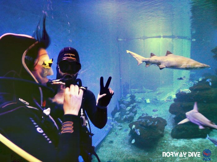 Shark Diving at Palma Aquarium - Image 71