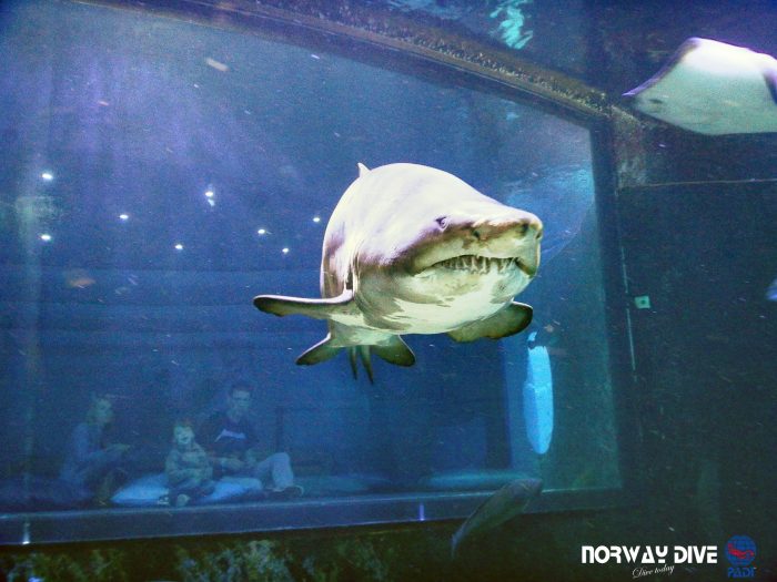 Shark Diving at Palma Aquarium - Image 70