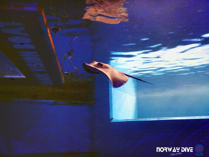 Shark Diving at Palma Aquarium - Image 68