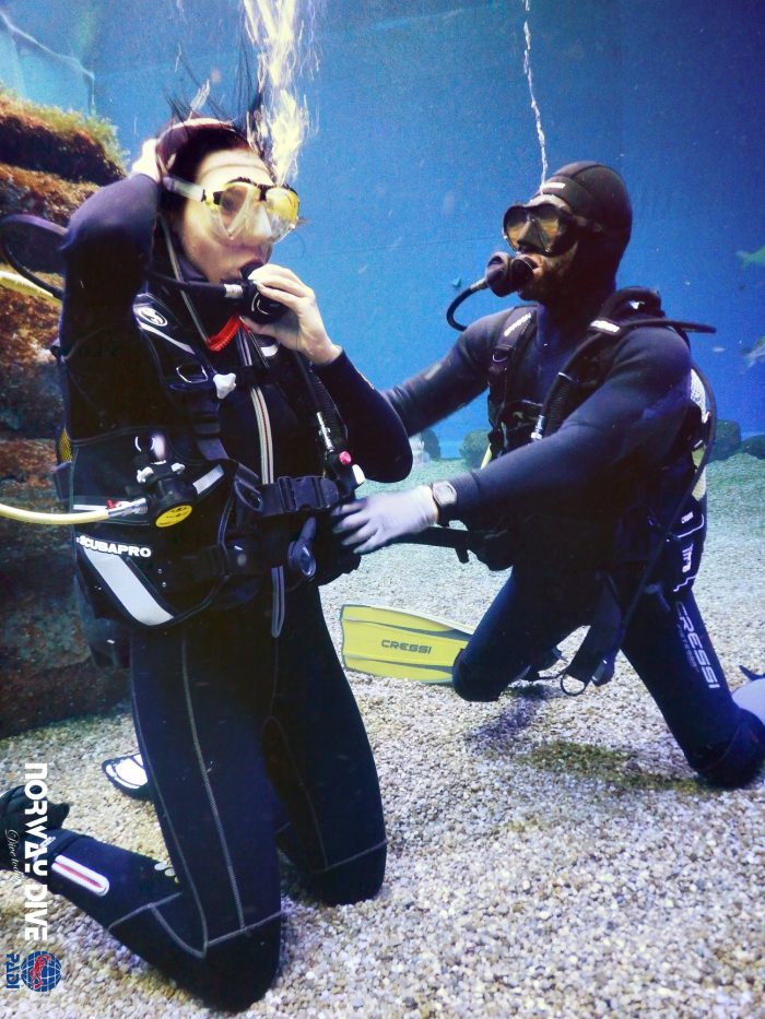Shark Diving at Palma Aquarium - Image 66