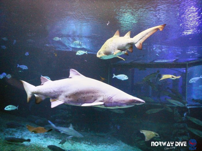 Shark Diving at Palma Aquarium - Image 65