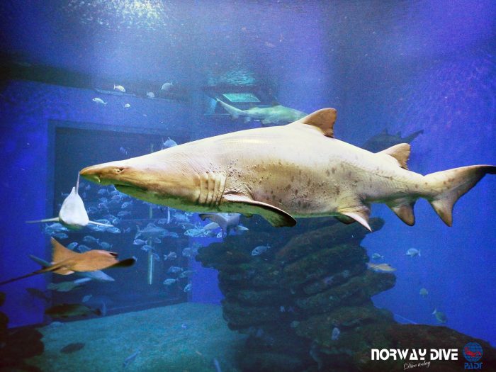 Shark Diving at Palma Aquarium - Image 64
