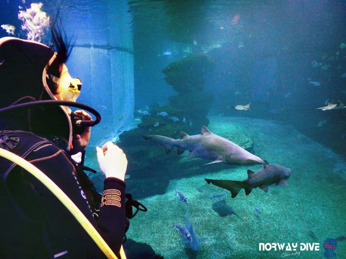 Shark Diving at Palma Aquarium - Image 61