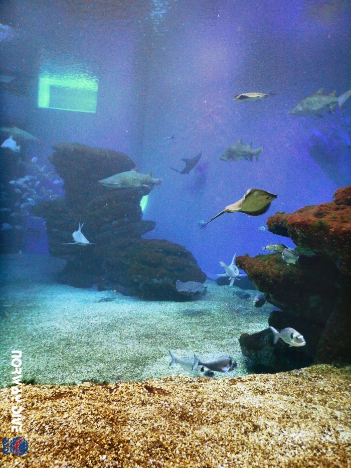 Shark Diving at Palma Aquarium - Image 60
