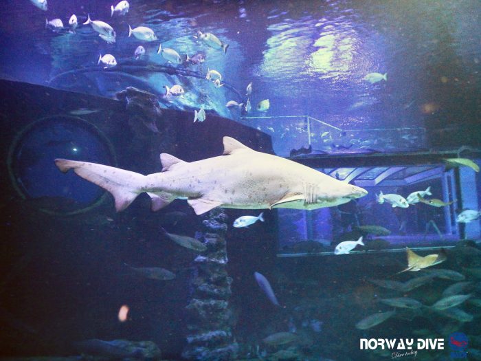 Shark Diving at Palma Aquarium - Image 58