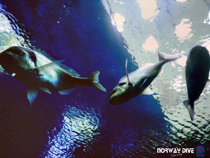 Shark Diving at Palma Aquarium - Image 56