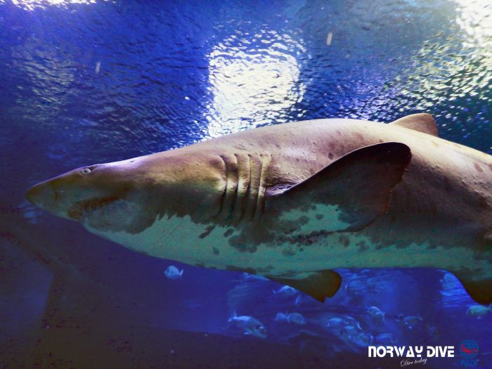 Shark Diving at Palma Aquarium - Image 55