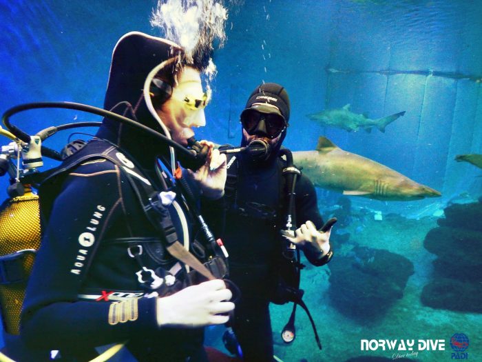 Shark Diving at Palma Aquarium - Image 54