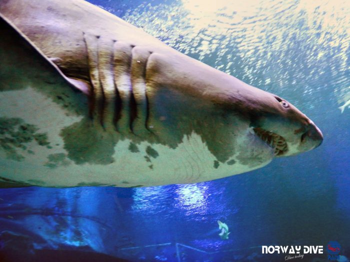 Shark Diving at Palma Aquarium - Image 53