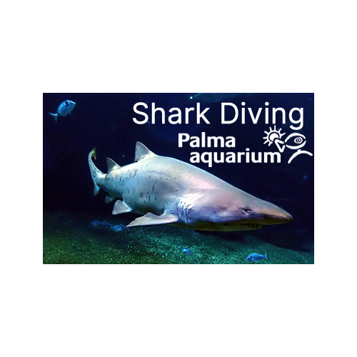 Shark Diving at Palma Aquarium